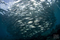 Sipadan by Pietro Formis 
